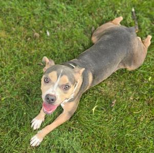 Effie, American Staffordshire Terrier, young, available for adoption