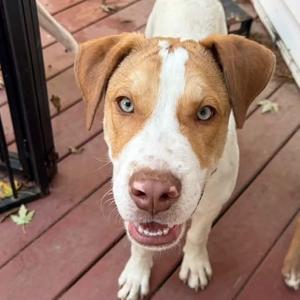 Cal, Mixed Breed, puppy, available for adoption