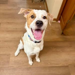 Murphy, Great Pyrenees, puppy, available for adoption