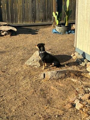 Chucho, Dachshund and Chihuahua - Smooth Coated, adult, available for adoption