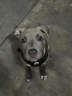 A gray pit bull puppy wearing a black harness, sitting on a concrete floor and looking up at the camera.