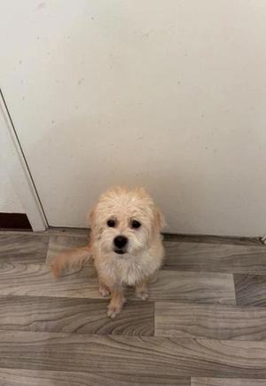 a small white dog sitting on a wooden floor