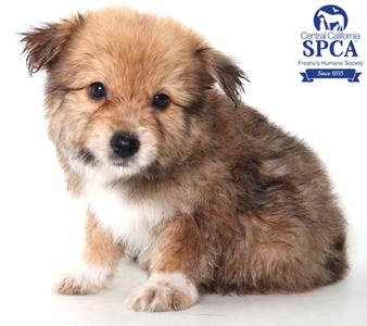 Aladdin, Terrier Mix, puppy, available for adoption