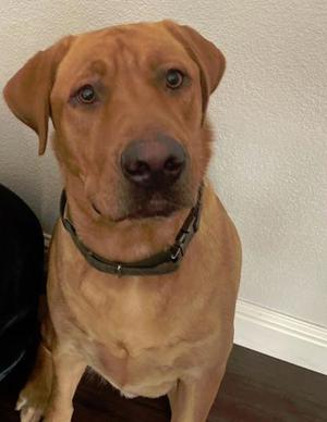 Archie, Labrador Retriever Mix, adult, available for adoption