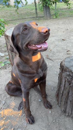 A brown dog with a black muzzle and ears sitting on the ground, looking up with its mouth open and tongue out.