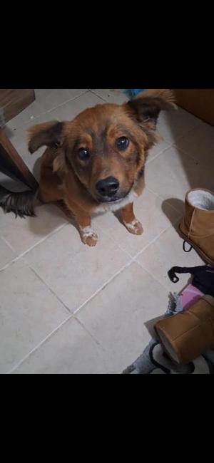 Atticus/ Atty caddy, German Shepherd Dog Mix, young, available for adoption