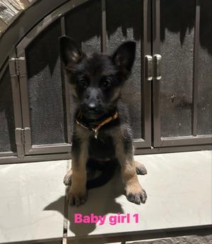Baby Girl 1, German Shepherd Dog Mix, puppy, available for adoption