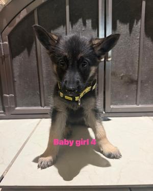 Baby Girl 4, German Shepherd Dog Mix, puppy, available for adoption