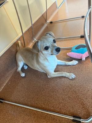 A small dog lying on a brown carpeted floor, with a blue and pink toy nearby.