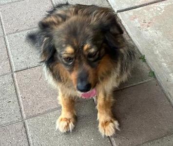 Bella, Mixed Breed, adult, available for adoption