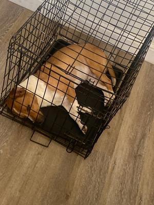 Byrin, Mixed Breed, adult, available for adoption