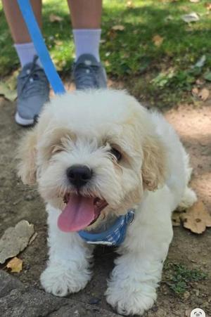 A fluffy white dog with a blue harness is sitting on the ground, looking up with its tongue out. The dog is on a leash, and a person's legs are visible in the background.