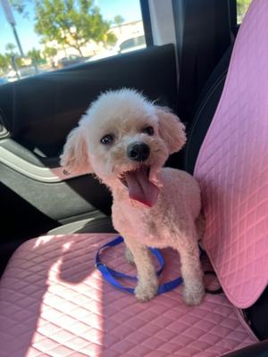 Barbz, Maltese and Poodle - Toy, adult, available for adoption