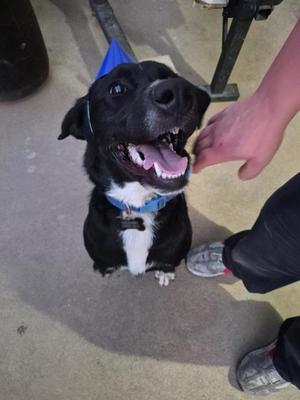 a black and white dog wearing a blue cone and a blue collar, sitting on the ground with its mouth open and tongue out, being petted by a person's hand