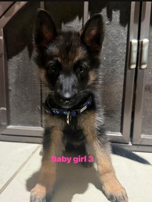 Baby Girl 3, German Shepherd Dog Mix, puppy, available for adoption
