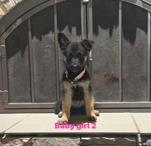 A German Shepherd puppy sitting on a stone step in front of a metal gate. The puppy has a black and tan coat, pointed ears, and is wearing a collar. The text "Baby girl 2" is written in pink at the bottom of the image.