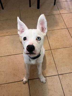 a white dog with blue eyes sitting on a tiled floor