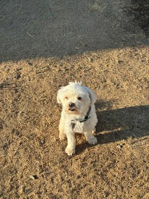 Blanco, Maltese Mix, adult, available for adoption