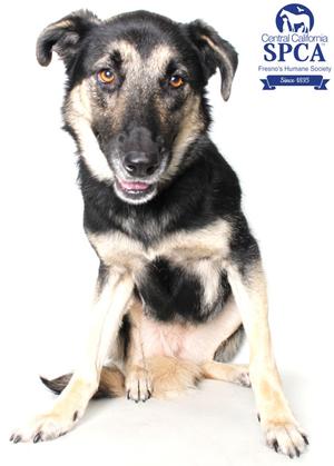 A black and tan dog sitting on a white background, looking directly at the camera with a slightly open mouth. The dog has a fluffy coat and pointed ears. In the top right corner, there is a logo for the Central California SPCA, which includes a silhouette of a dog and the text "Central California SPCA" and "Founded 1935".