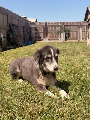 Cookie, Australian Shepherd and Border Collie, senior, available for adoption