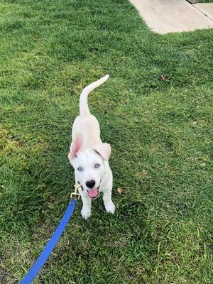 A white puppy with blue eyes standing on a grassy lawn, wearing a blue leash.