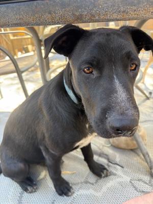 Big Boy, Labrador Retriever and Belgian Malinois, young, available for adoption