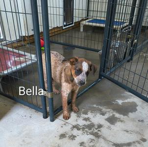 Bella, Shepherd, puppy, available for adoption