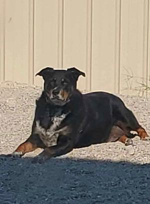 Lucky, Australian Shepherd / Rottweiler, adult, available for adoption