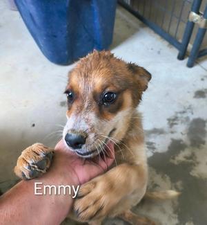 Emmy, Shepherd, puppy, available for adoption
