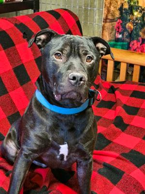Stetson, Staffordshire Bull Terrier, adult, available for adoption