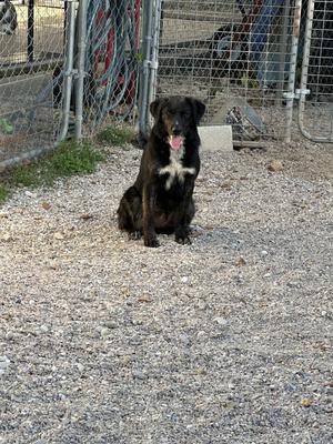 Olive, Australian Shepherd, adult, available for adoption