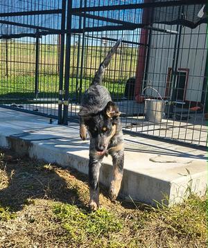 Bodie, Red Heeler / Australian Shepherd, young, available for adoption