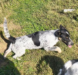 Lexy, Red Heeler / Australian Shepherd, young, available for adoption