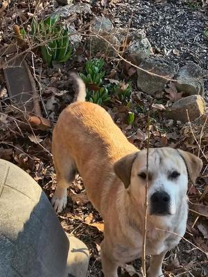 Dodger, Shepherd, adult, available for adoption
