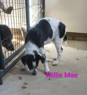 Millie Mae, Red Heeler / Australian Shepherd, young, available for adoption