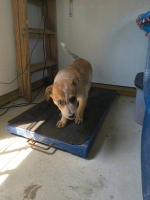 Coggie, Shepherd, puppy, available for adoption