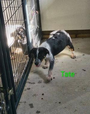 A black and white dog named Tate standing in a kennel.