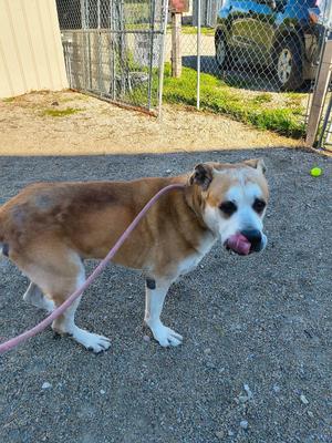 Pancho, Mastiff / Shar Pei, senior, available for adoption