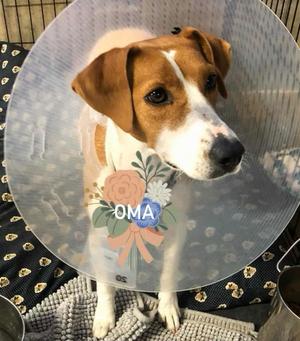 Ellie (Oma), Jack Russell Terrier / Foxhound, adult, available for adoption