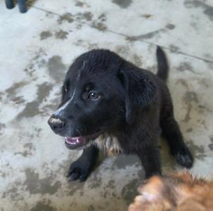 Gage, Shepherd, puppy, available for adoption