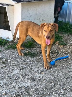 Tory, Catahoula Leopard Dog, young, available for adoption