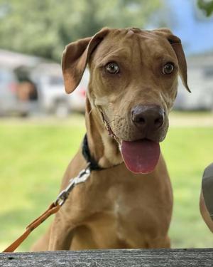 Tory, Catahoula Leopard Dog, young, available for adoption
