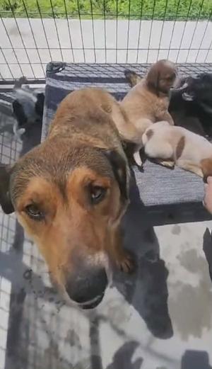 Sadie Mae, Shepherd, adult, available for adoption