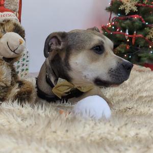 Doogie (FKA Dave), Mixed Breed, adult, available for adoption