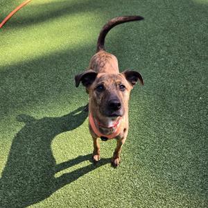 A brown and black dog with a red collar standing on green artificial turf, looking up at the camera with its tail raised.