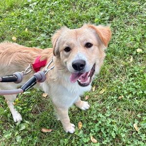 Eliza, Mixed Breed, young, available for adoption