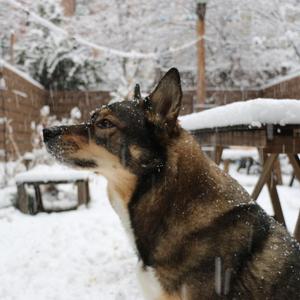 Cole, Shepherd / Mixed Breed, senior, available for adoption