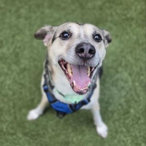 A happy dog with a blue harness on, standing on green grass.