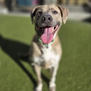 A happy dog with a brown and white coat, wearing a green collar, standing on a grassy surface with its tongue out.