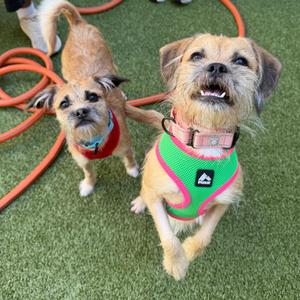 Two small dogs wearing harnesses on a green artificial turf surface.